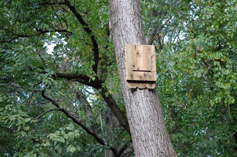 mounting bat house on tree